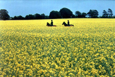 Ireland-Offaly-Offaly Equestrian Center